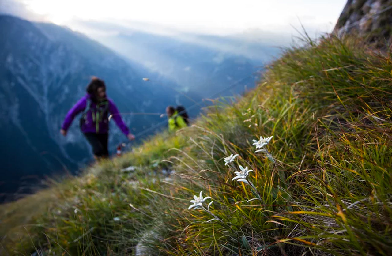 Alpine Autumn Weeks